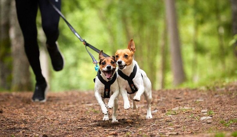 Actividades recreativas para disfrutar con tus mascotas - Mercadillo5