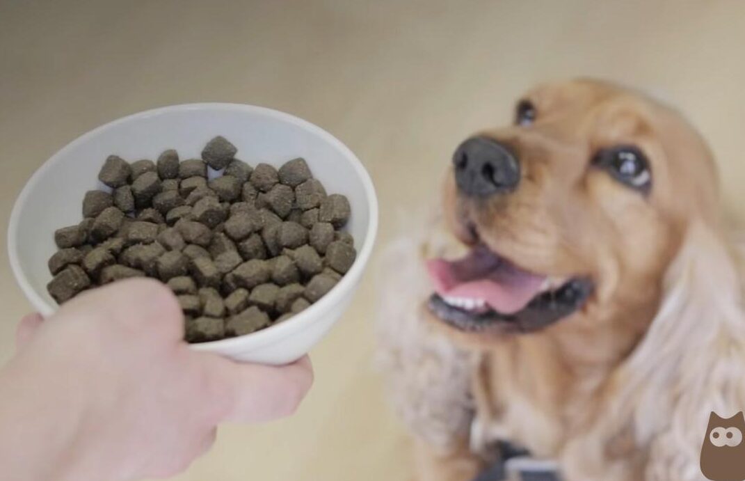 Alimento para perros cachorros y adultos: la mejor opción - Mercadillo5