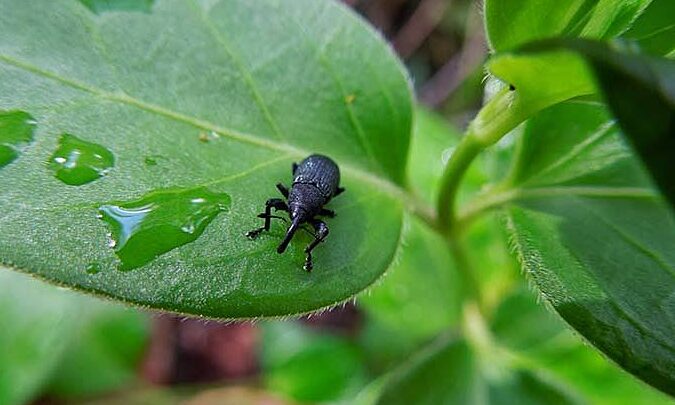 Arañas en la agricultura: descubre su impacto y cómo combatirlo - Mercadillo5