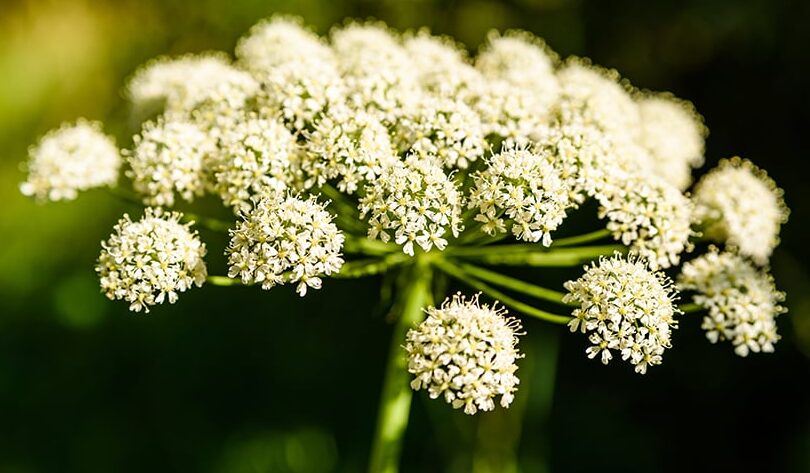 Beneficios del Dong Quai para equilibrar hormonas y regular menstruación - Mercadillo5