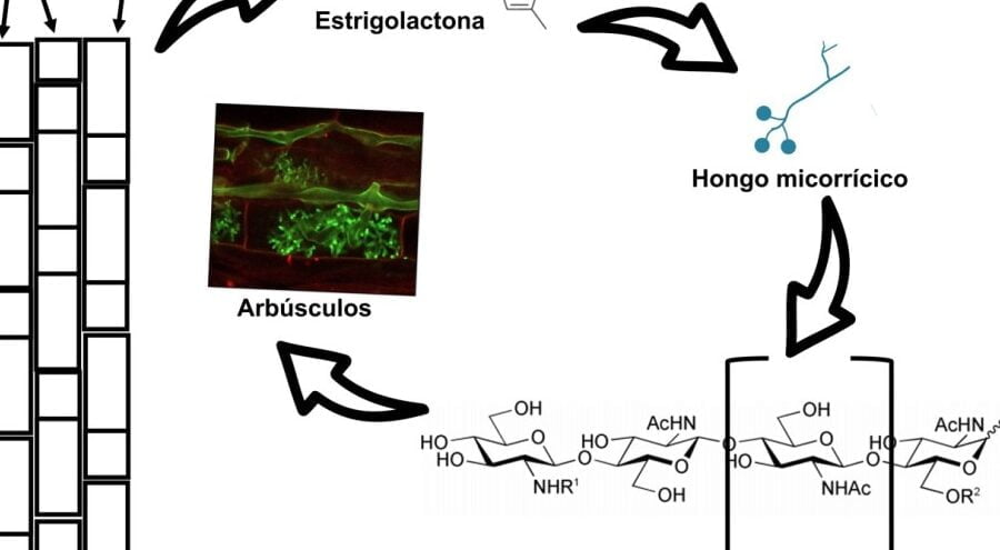 Beneficios mutuos: el papel de los hongos simbióticos en las plantas - Mercadillo5