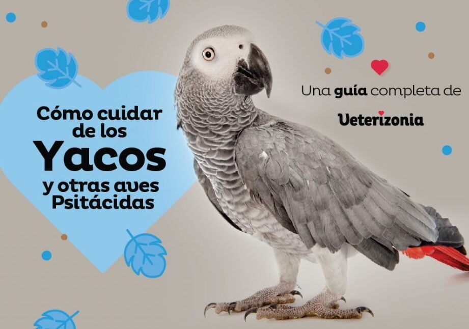 Cuidados veterinarios para aves mascota: consejos y recomendaciones - Mercadillo5