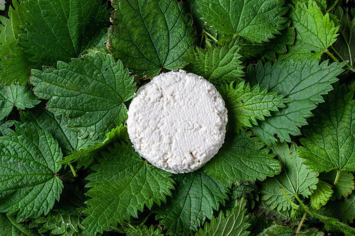 Deliciosas plantas comestibles: ¡Lácteos y más! - Mercadillo5