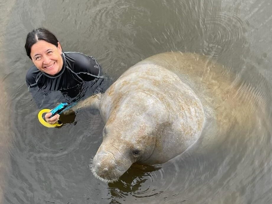 Desafíos en la conservación de los manatíes: amenazas y soluciones - Mercadillo5