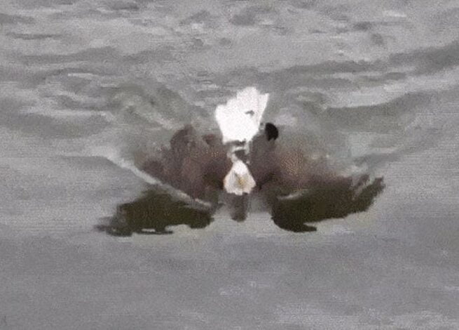 Descubre cómo los saltamontes sorprenden nadando en el agua - Mercadillo5