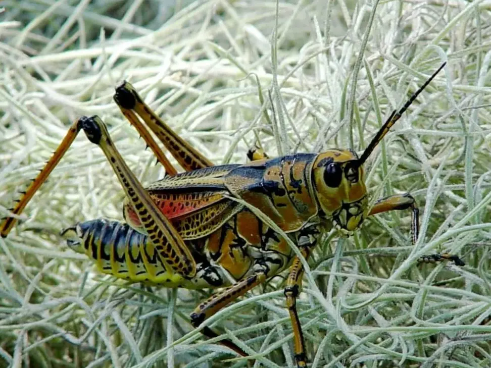 Descubre la increíble vida de los saltamontes: solitarios o gregarios - Mercadillo5