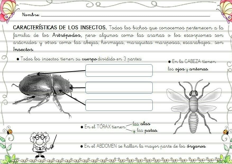 Descubre las características de los insectos - Mercadillo5
