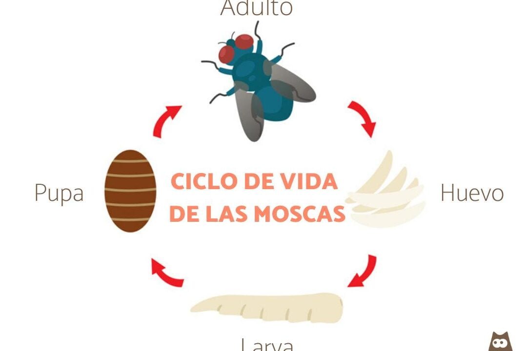El ciclo de vida de una mosca: descubre sus etapas y curiosidades - Mercadillo5