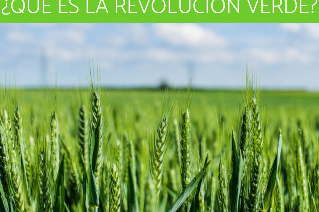 El impacto de la Revolución Verde en la agricultura: análisis de consecuencias - Mercadillo5