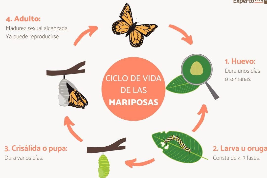 La alimentación de las mariposas: clave en su ciclo de vida - Mercadillo5