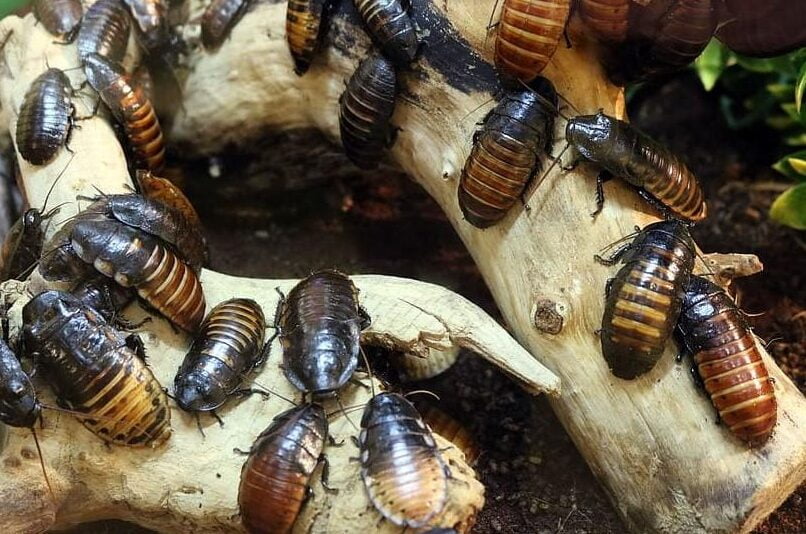 La importancia de las cucarachas en la cadena alimentaria - Mercadillo5