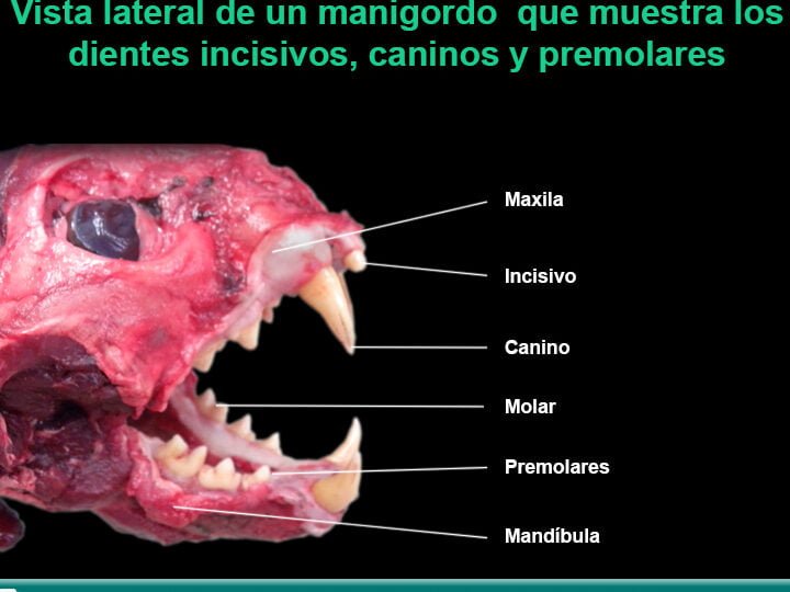 La influencia de la lengua en la alimentación de reptiles - Mercadillo5