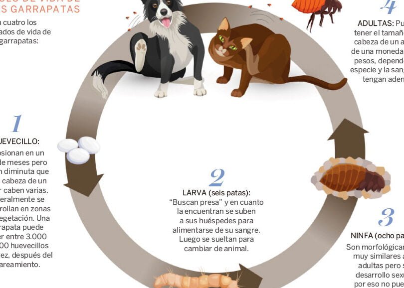 Las garrapatas: una amenaza silenciosa en los ecosistemas - Mercadillo5