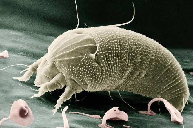 Los ácaros y las enfermedades: ¿Cuáles son sus peligros para la salud? - Mercadillo5