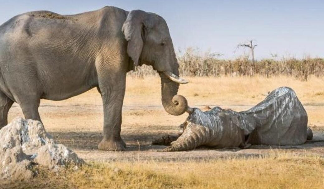 Los elefantes: seres emocionales que lloran en momentos de duelo - Mercadillo5