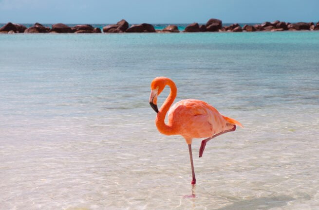 Los flamencos: ¿Cómo duermen de pie sobre una pata? - Mercadillo5