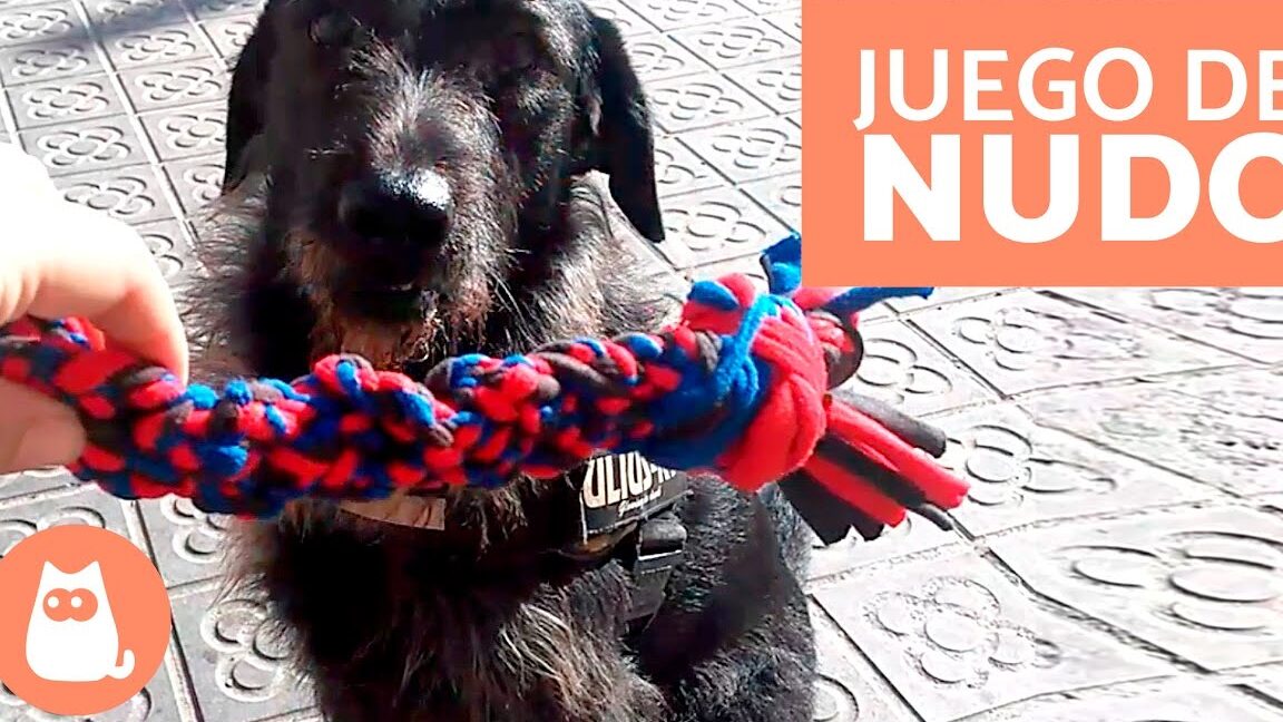 Los mejores juguetes para perros cachorros y jóvenes - Diviértete con tu mascota! - Mercadillo5