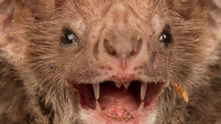 Los murciélagos: expertos en detectar objetos pequeños - Mercadillo5