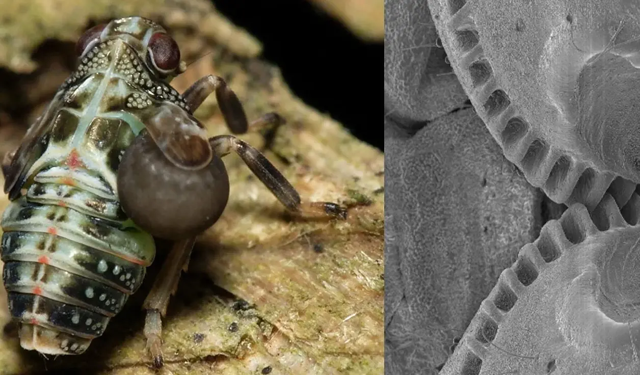 Milpiés: El papel del exoesqueleto quitinoso en su supervivencia - Mercadillo5