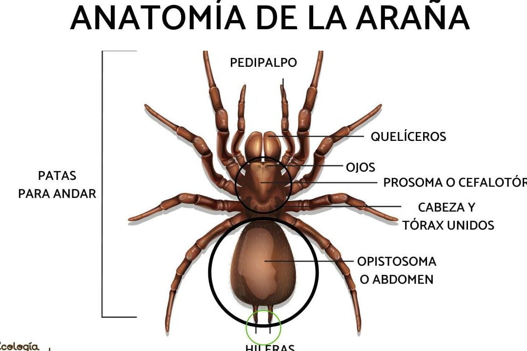 Pinzas en Artrópodos: Clasificación según su función - Mercadillo5