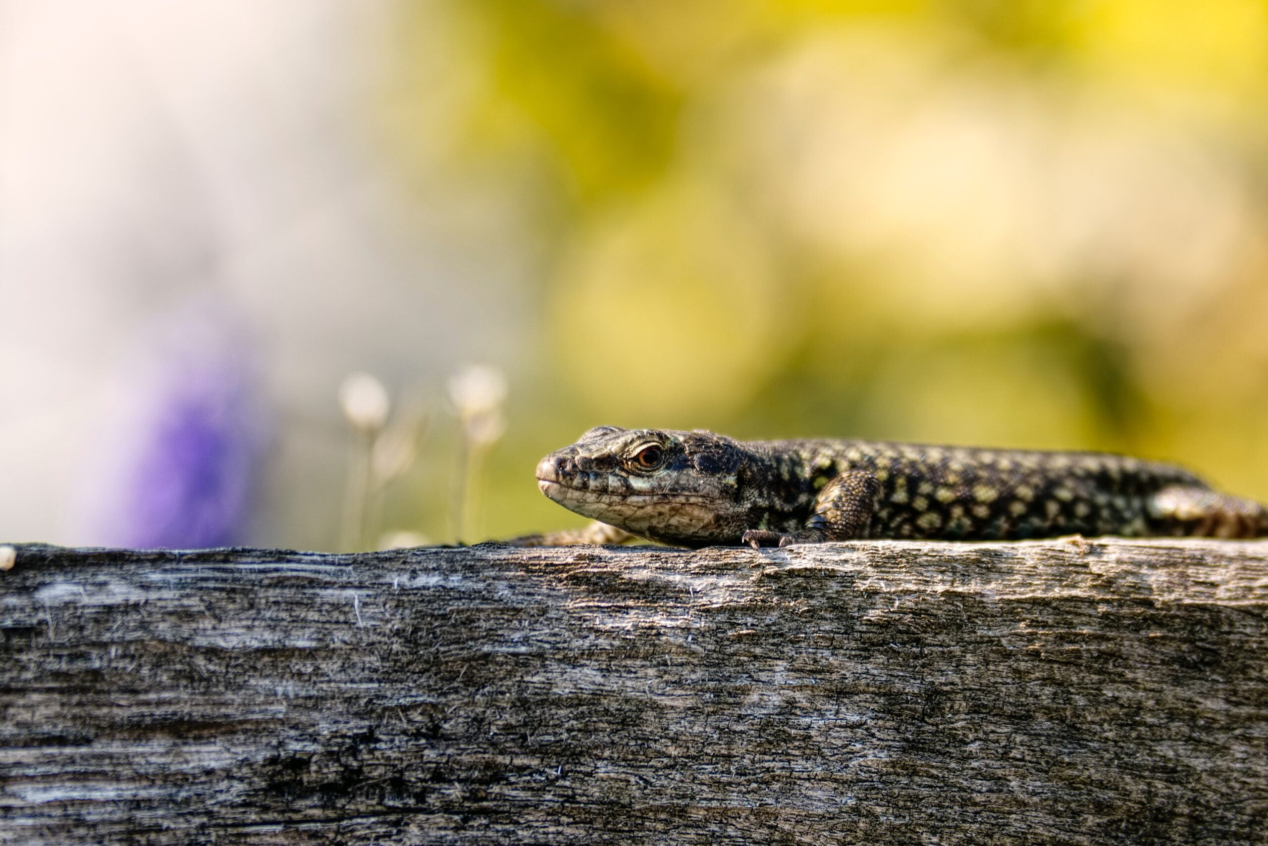 Reptiles: Indicadores de salud ambiental y calidad de ecosistemas - Mercadillo5